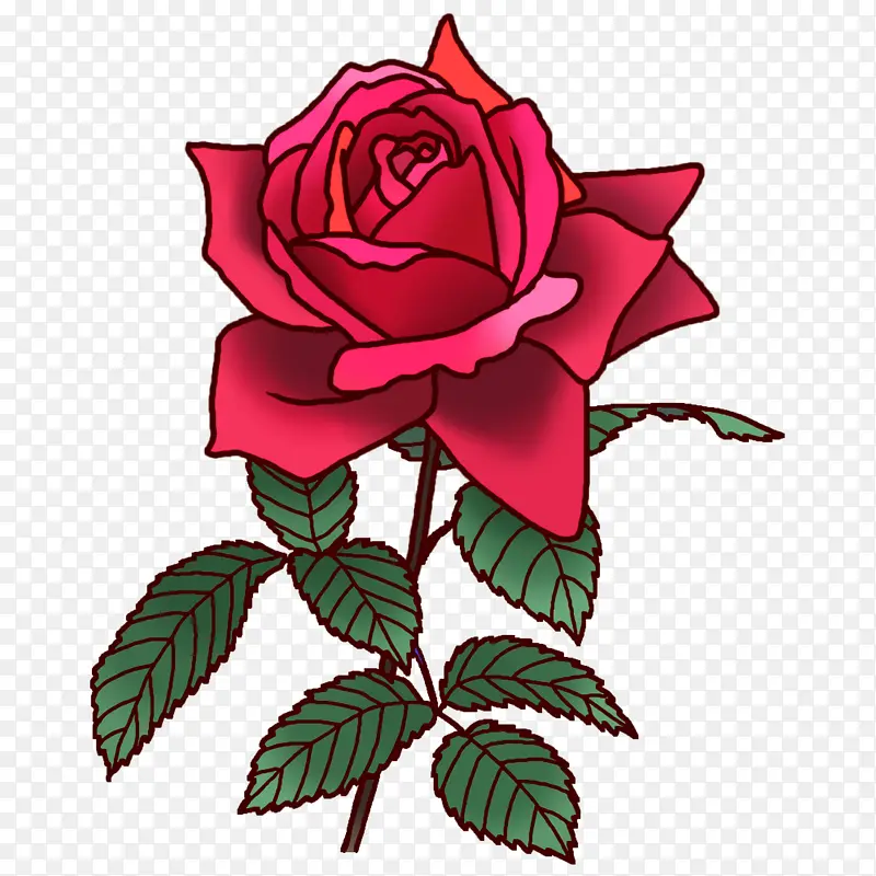 花园玫瑰 卷心菜玫瑰 脆性