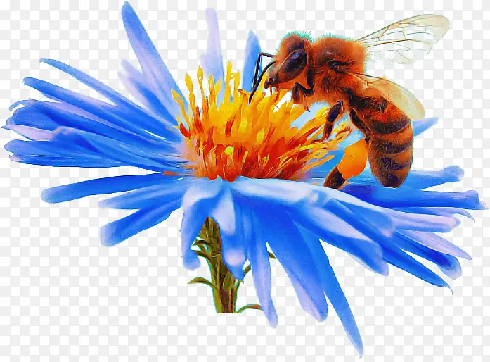蜜蜂 花蜜 花粉