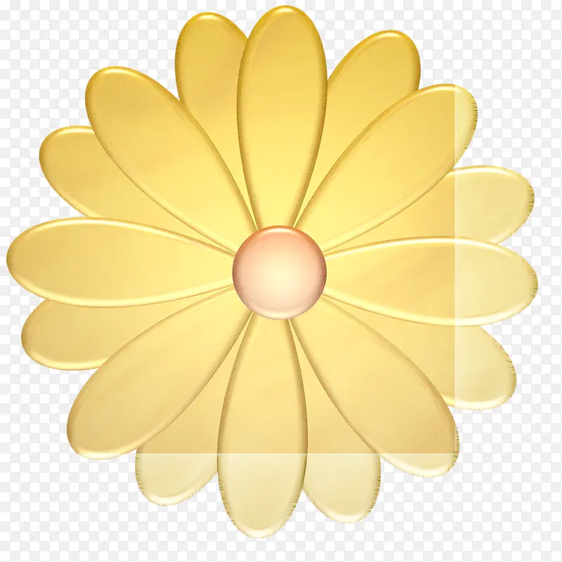 花瓣 黄色 花朵