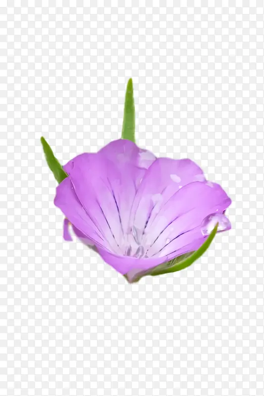 花瓣 草本植物 紫色