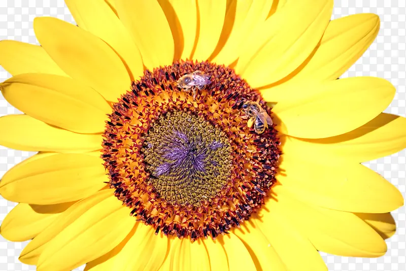 花蜜 蜜蜂 黄色