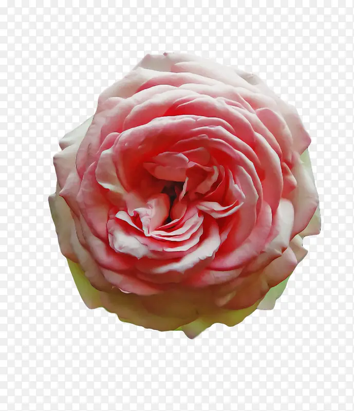 花园玫瑰 卷心菜玫瑰 多花玫瑰
