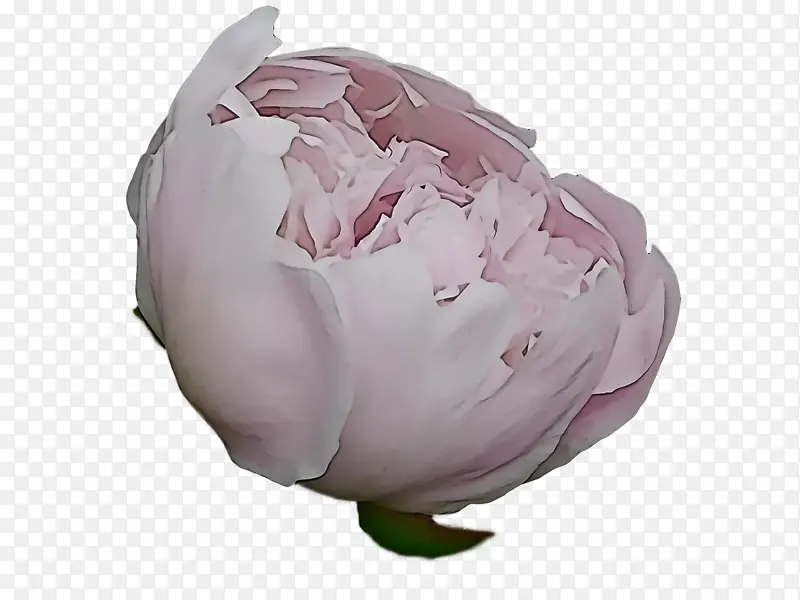 卷心菜玫瑰 花卉设计 切花