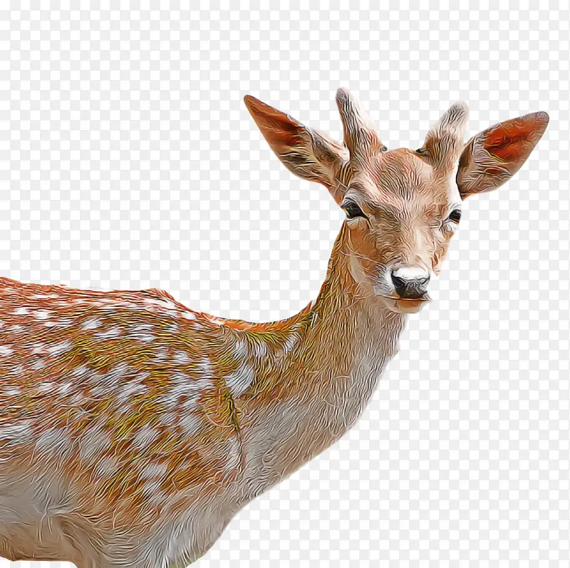 白尾鹿 鹿 瞪羚
