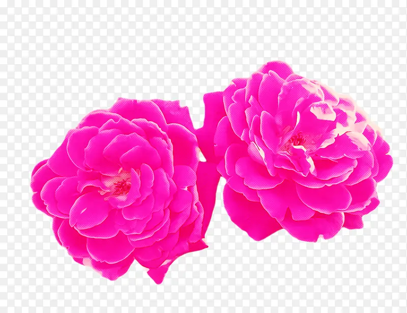 花园玫瑰 卷心菜玫瑰 牡丹