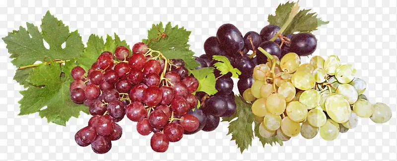 葡萄酒 葡萄 无籽水果