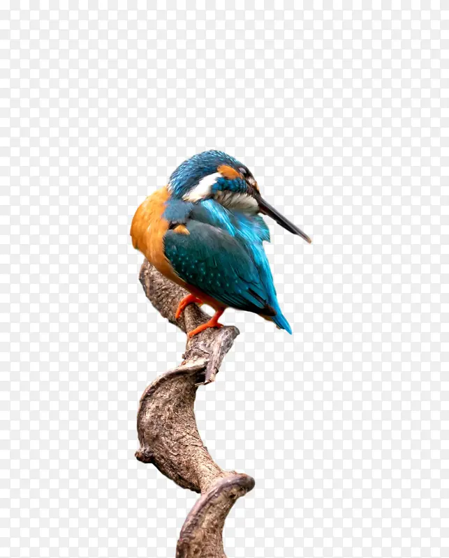 珊瑚形目 金刚鹦鹉 蓝鸟