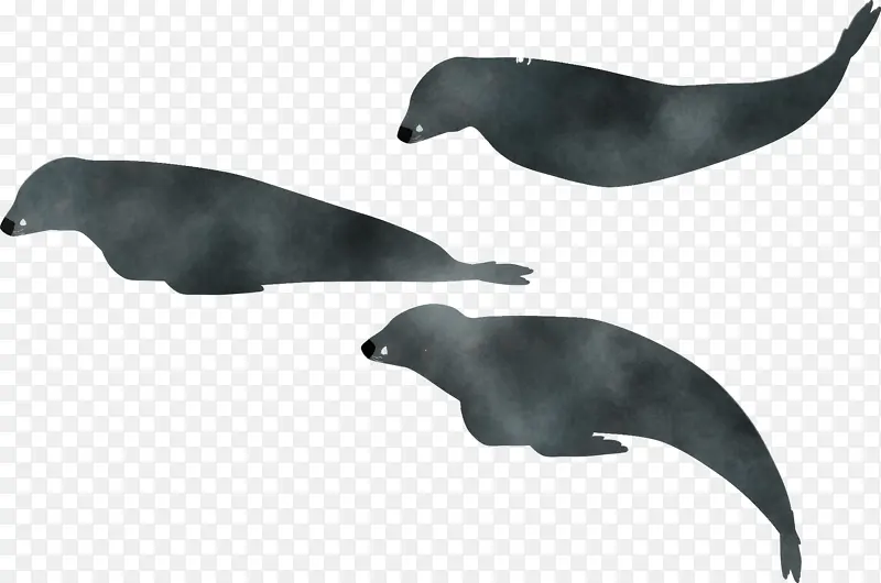 海狮 海豚 鲸目动物
