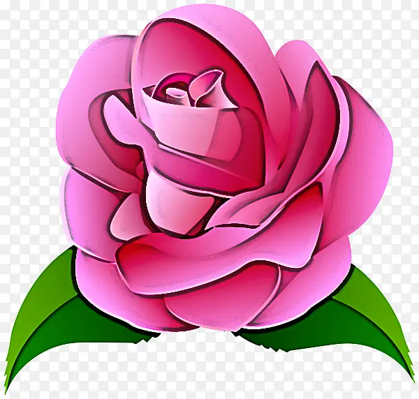 卷心菜玫瑰 花园玫瑰 卡通