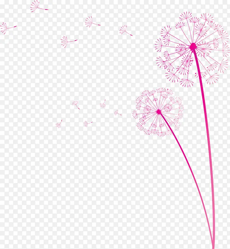 蒲公英 花卉设计 花卉