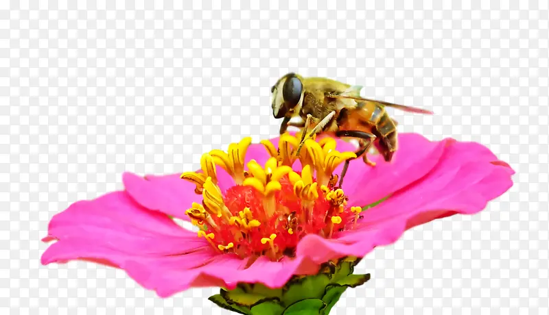 昆虫 蜜蜂 传粉者