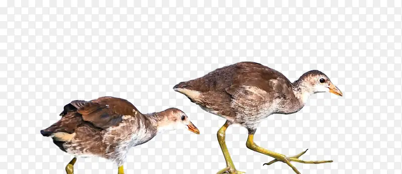 陆地猫头鹰 鸭子 鸟类