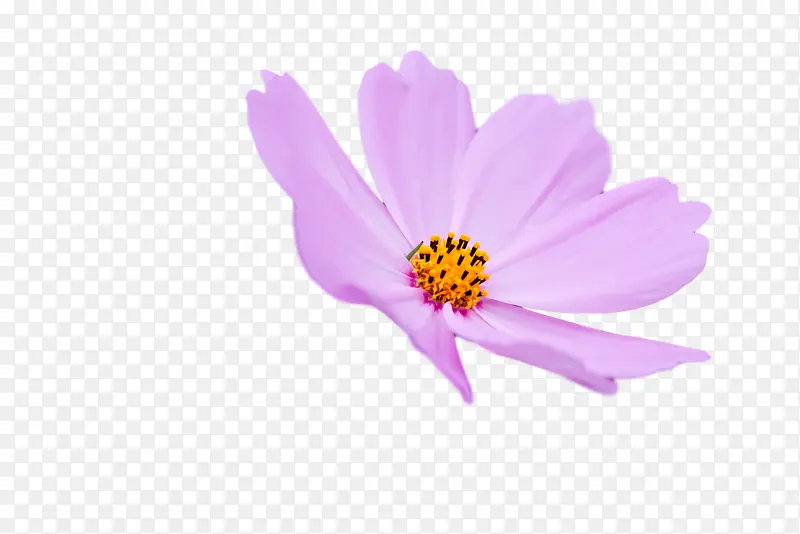 花园宇宙 紫菀 花瓣