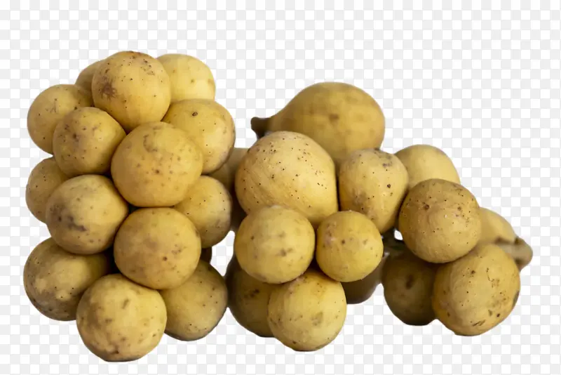 育空黄金土豆 赤褐色伯班克土豆 块茎