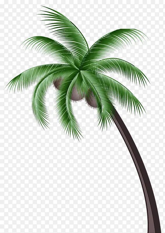 棕榈树 椰子 植物
