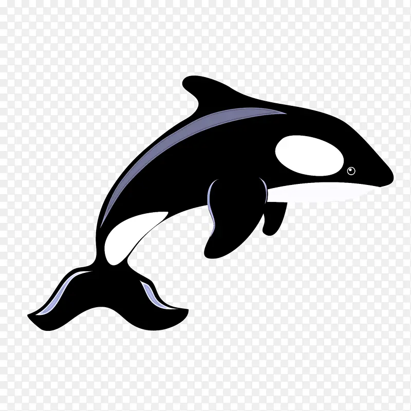 海豚 虎鲸 鲸类