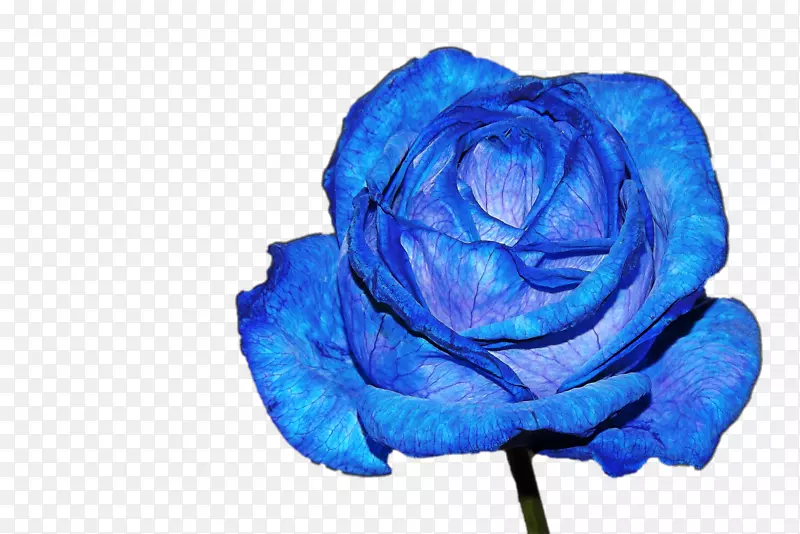 蓝玫瑰花素材海报