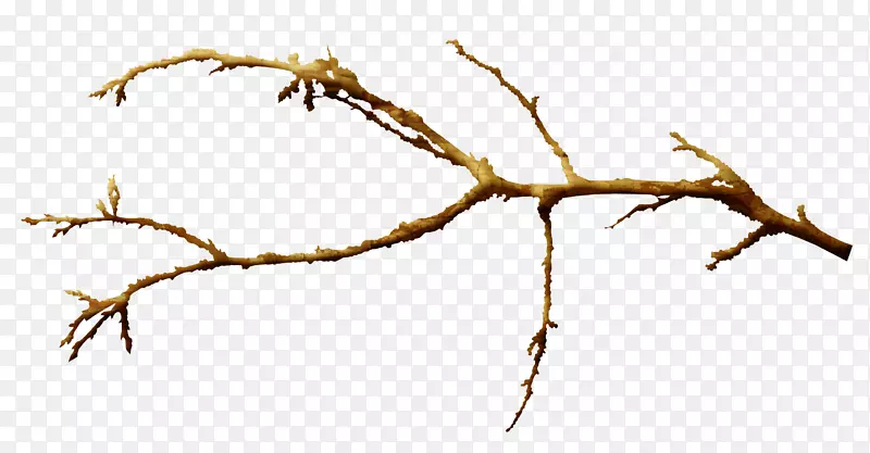 棕色树枝