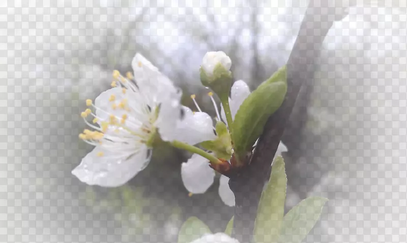 春天 草地 桃花 梨花 渐变透明 元素1