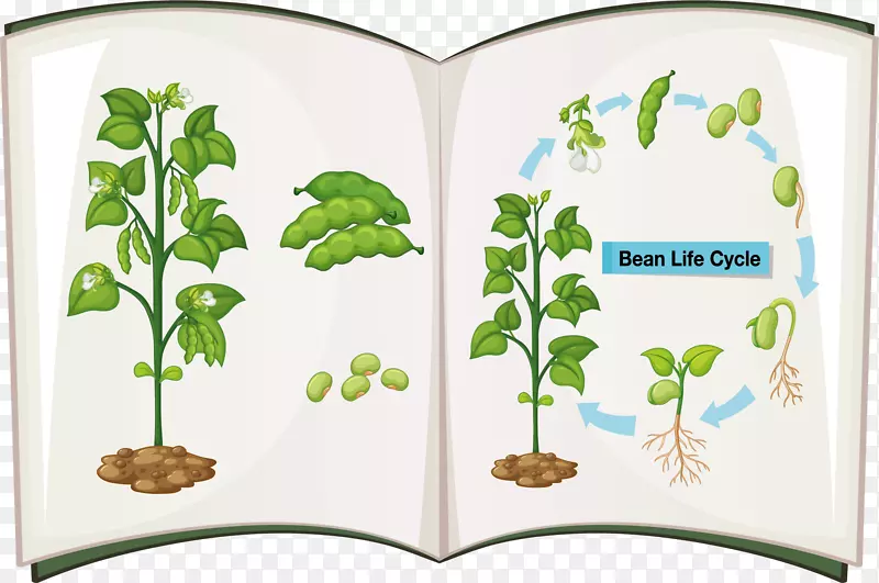 开学日生物课课本