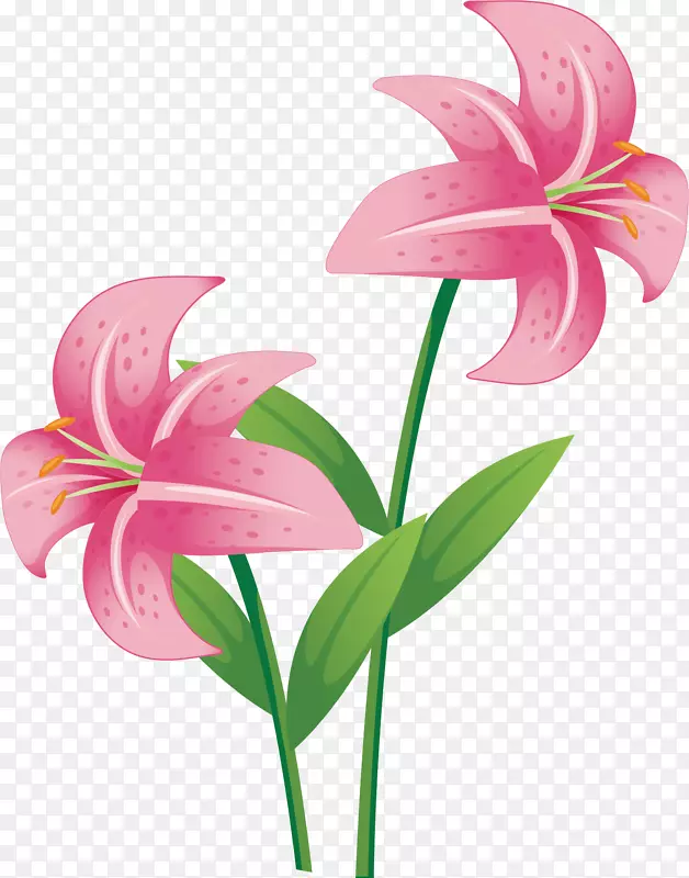 粉色香水百合花