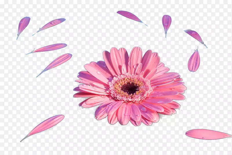 粉色菊花花瓣