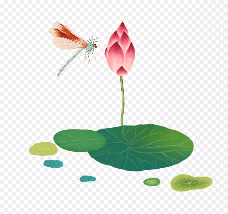 荷花和蜻蜓手绘插画