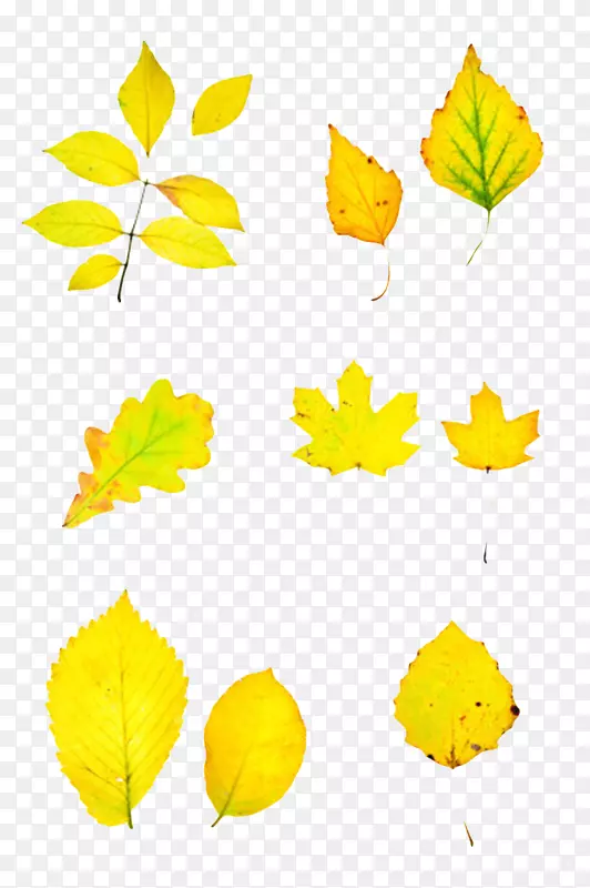 黄色植物排列的静止的树叶实物
