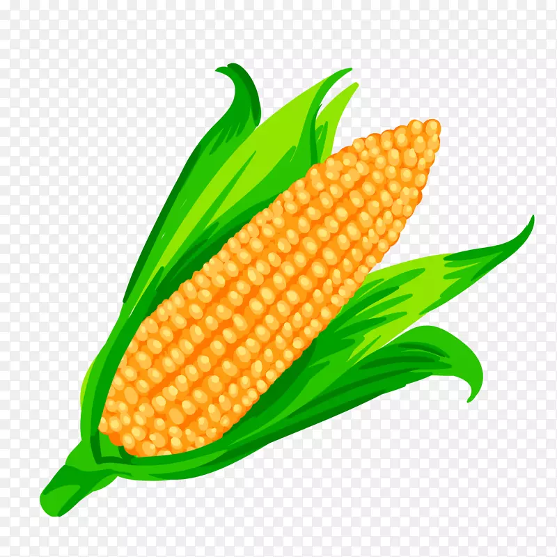 卡通植物玉米设计