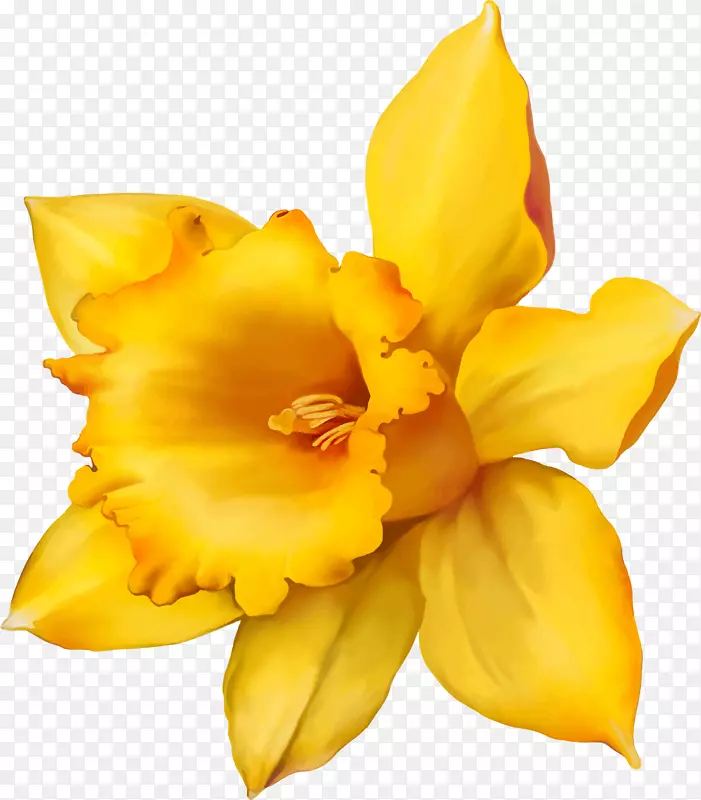 手绘黄色花朵花瓣