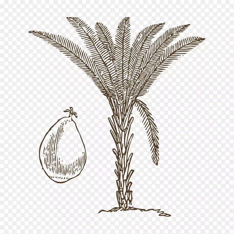 手绘的椰子树