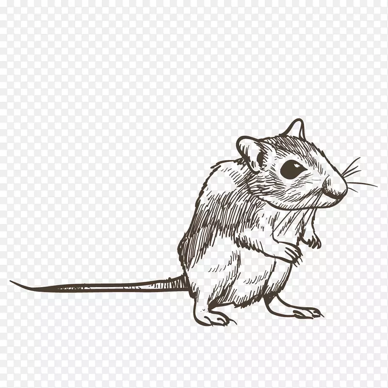 手绘的一只小老鼠