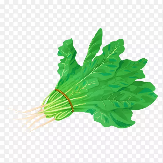 绿色菠菜食物元素