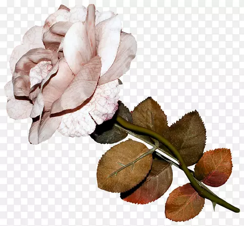 彩铅白色玫瑰