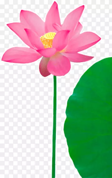 粉色水中莲花