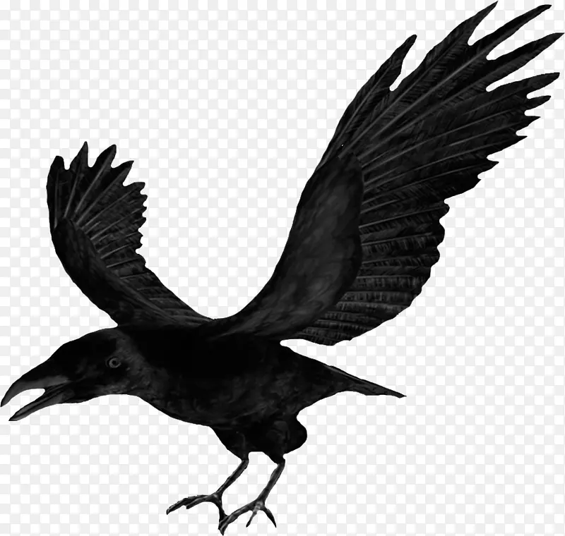 万圣节展翅的乌鸦