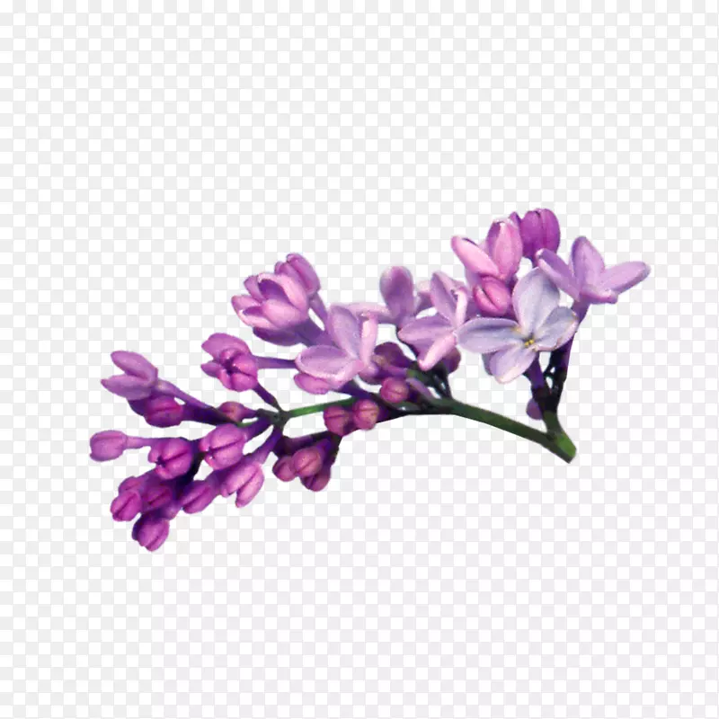 手绘时尚立体紫丁香枝条免抠