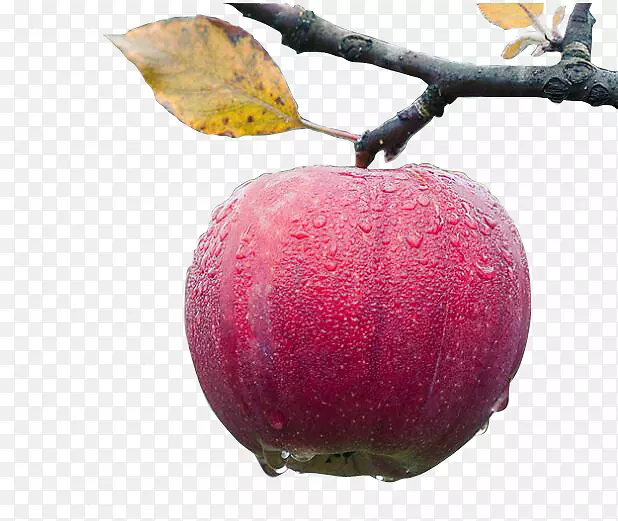 树上带水珠的苹果