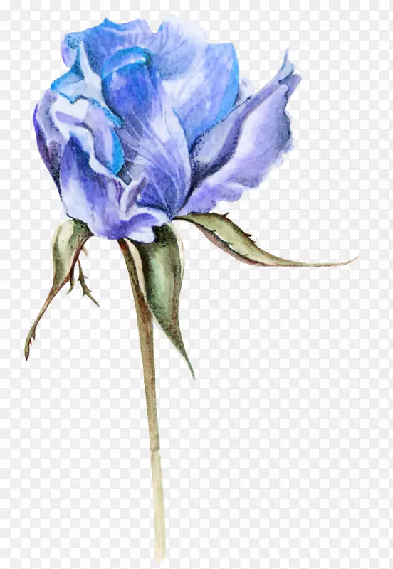 蓝色玫瑰花瓣
