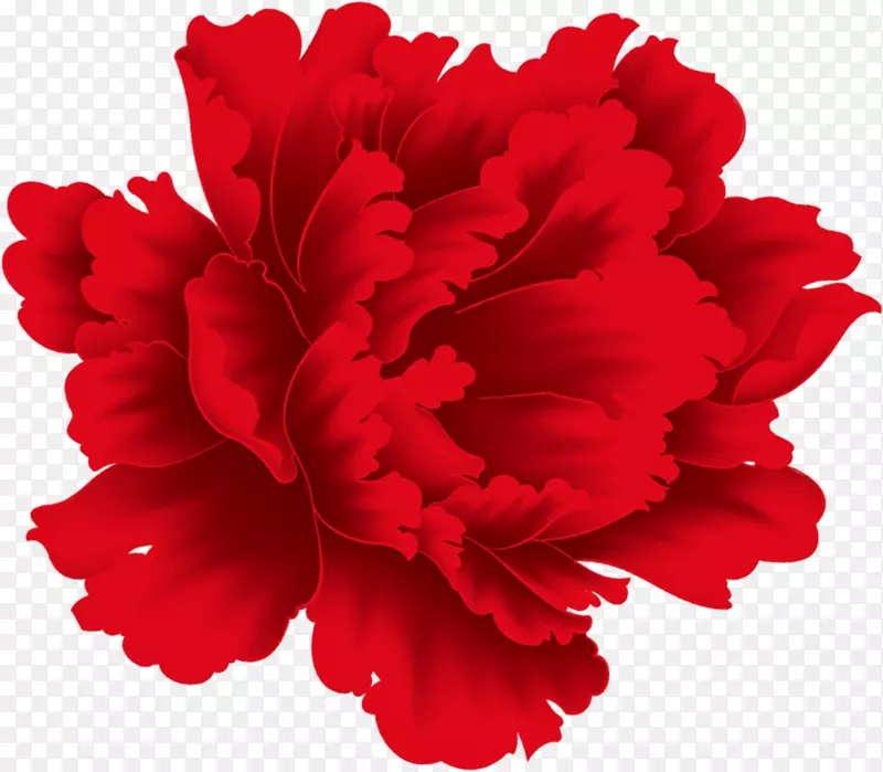 大红色牡丹花