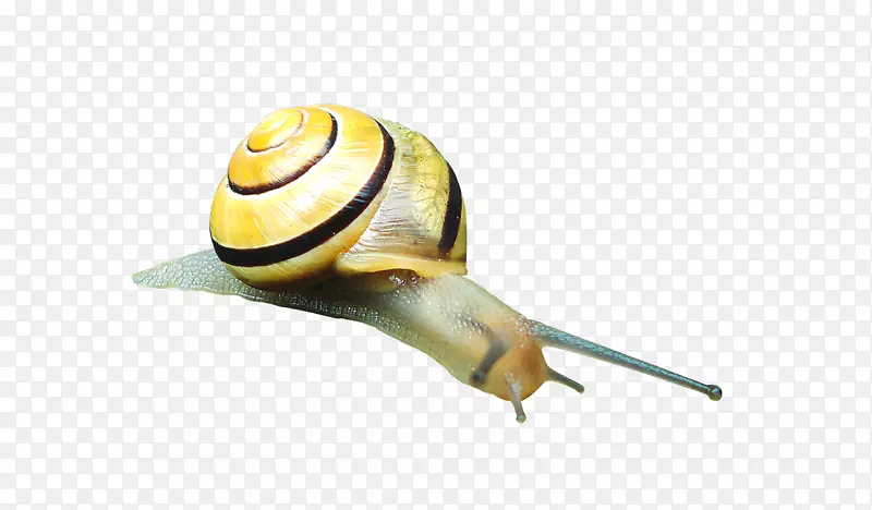 蜗牛-成色的蜗牛