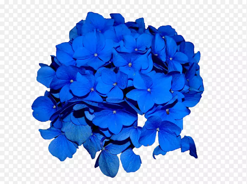 蓝色花卉装饰图案