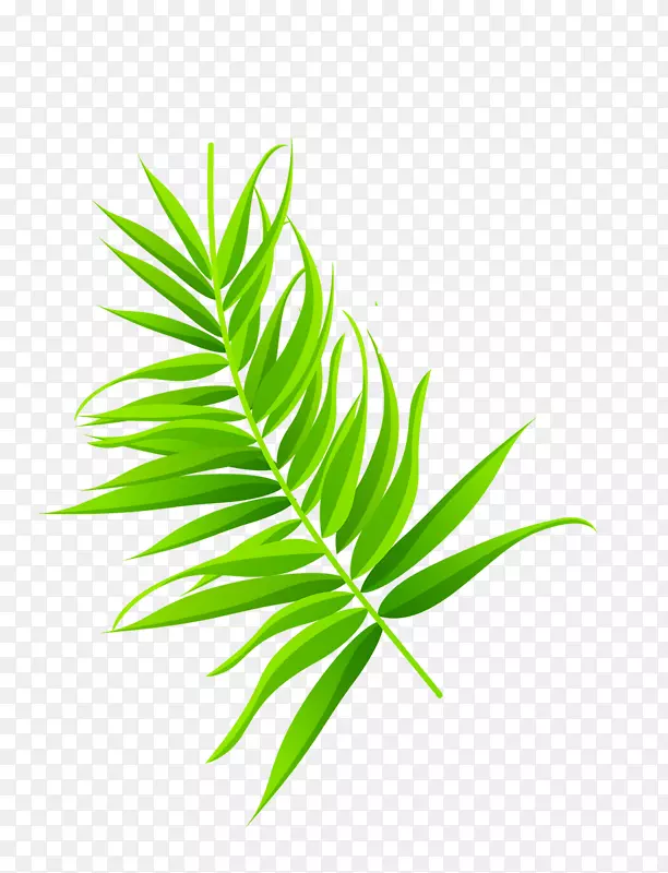 绿色椰树叶子免抠图