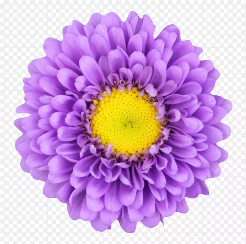 紫色鲜艳卷着黄色花蕾的一朵大花