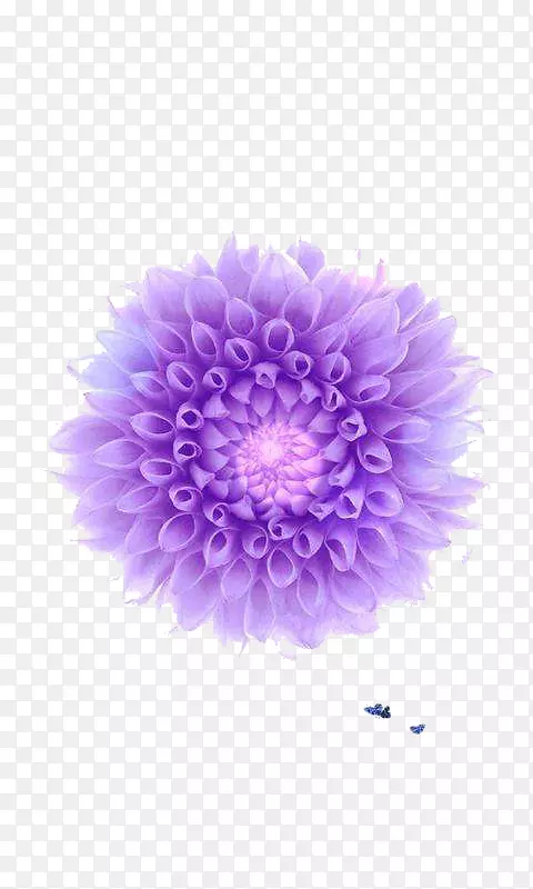 彩铅紫金花