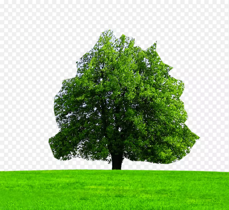 绿色菩提树