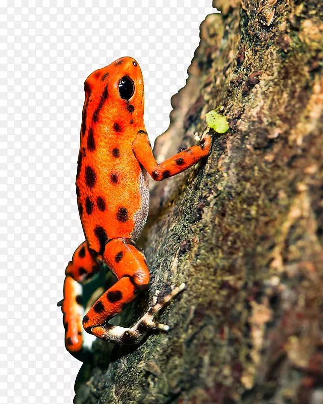 树蛙-火红的树蛙