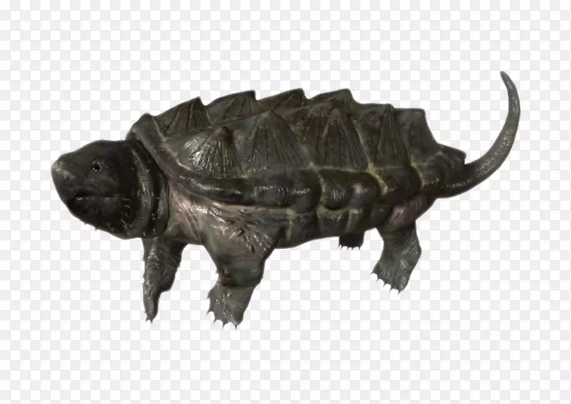最古老的爬行动物大鳄龟实物