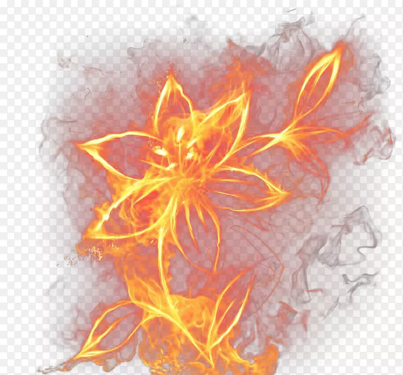 火焰  植物 花朵