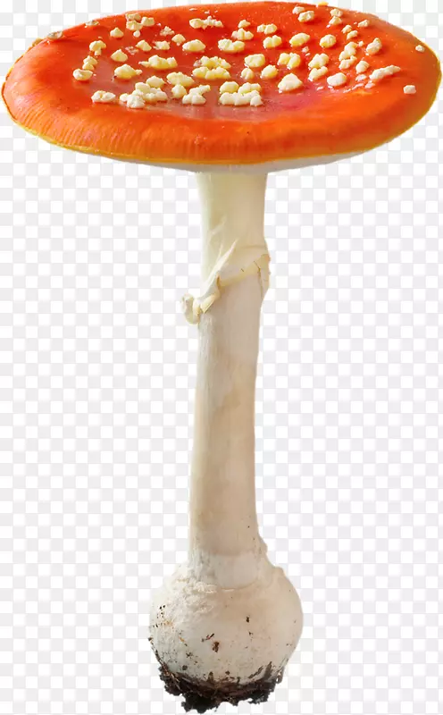 橙色大蘑菇